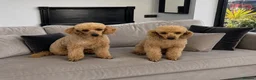 Miniature Poodle dogs for sale: Rehoming my Miniature Poodle Sisters - Advert 1