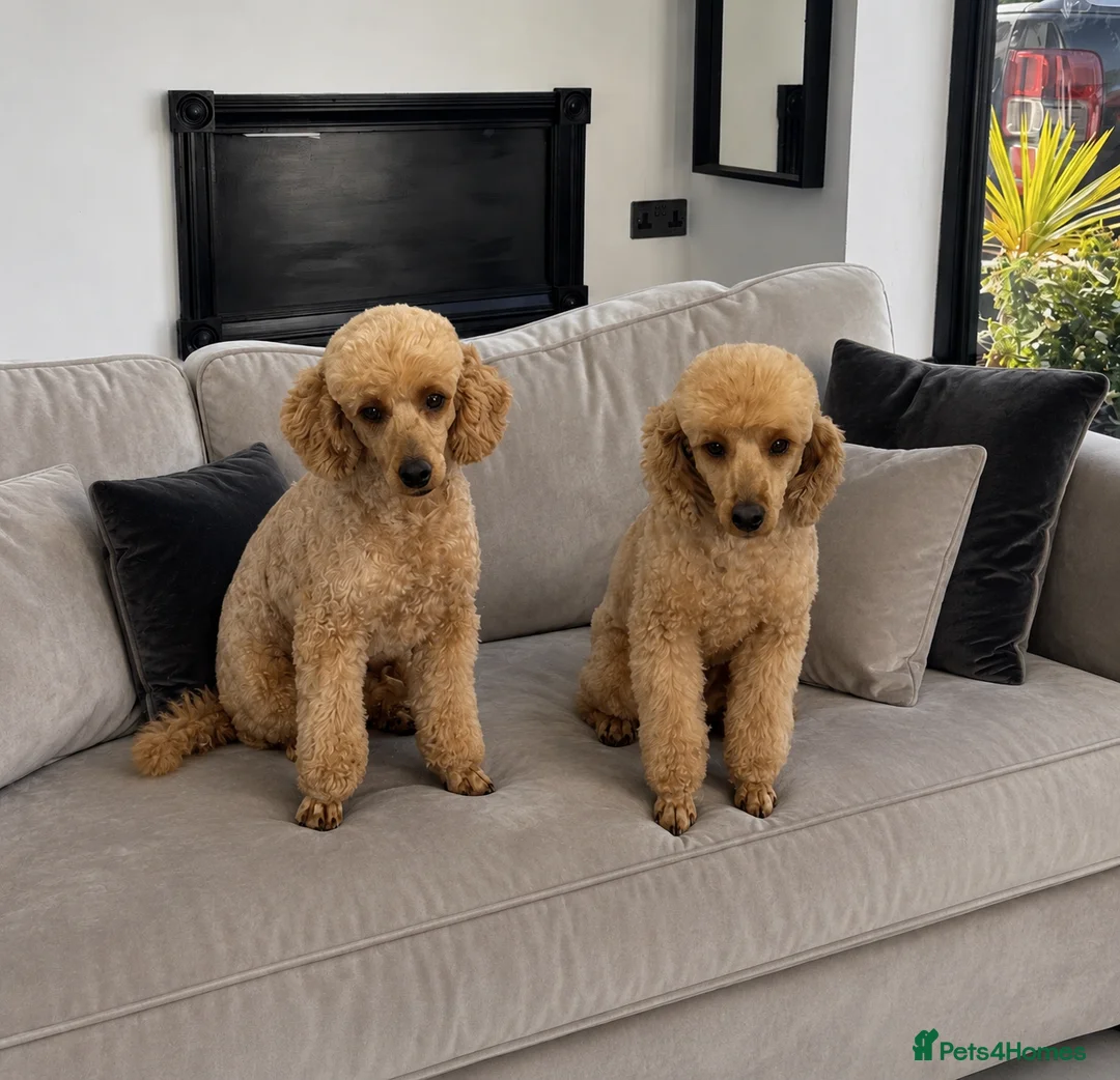 Miniature Poodle dogs for sale: Rehoming my Miniature Poodle Sisters - Advert 1