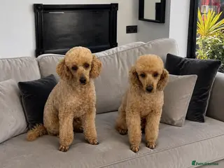 Miniature Poodle dogs Rehoming my Miniature Poodle Sisters - Advert 1