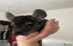 Chinchilla rodents for sale: Chinchillas for sale  - Image 5