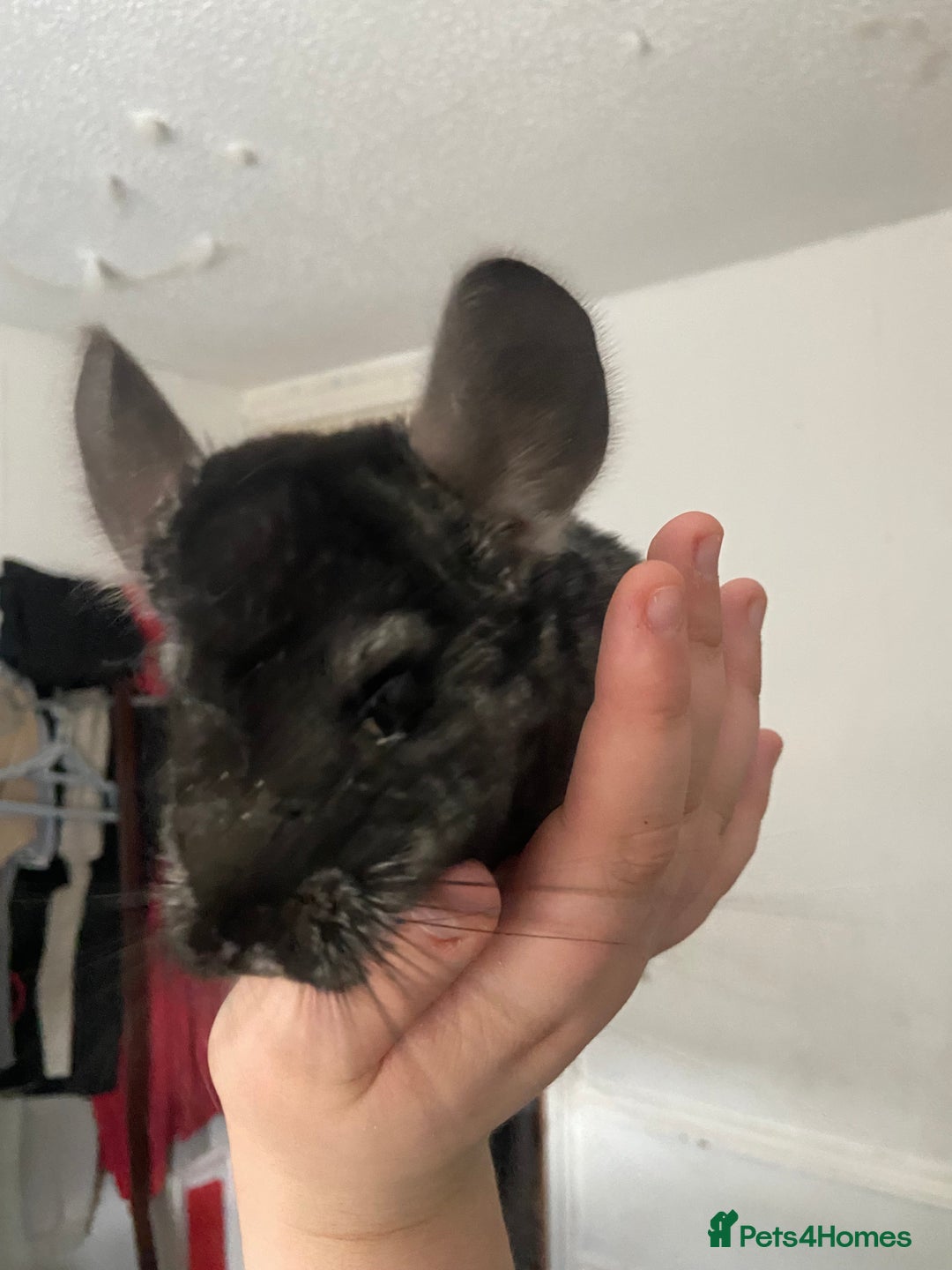 Chinchilla rodents for sale: Chinchillas for sale  - Image 5
