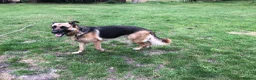 Mixed Breed dogs for sale: German Shepherd cross bitch  - Advert 4