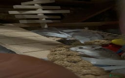 Hamster rodents for sale: Magneto, dwarf hamster - Image 3