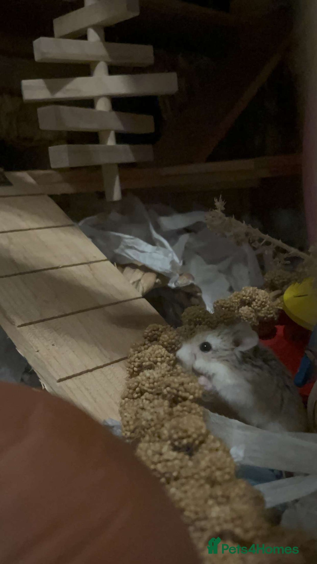 Hamster rodents for sale: Magneto, dwarf hamster - Image 3