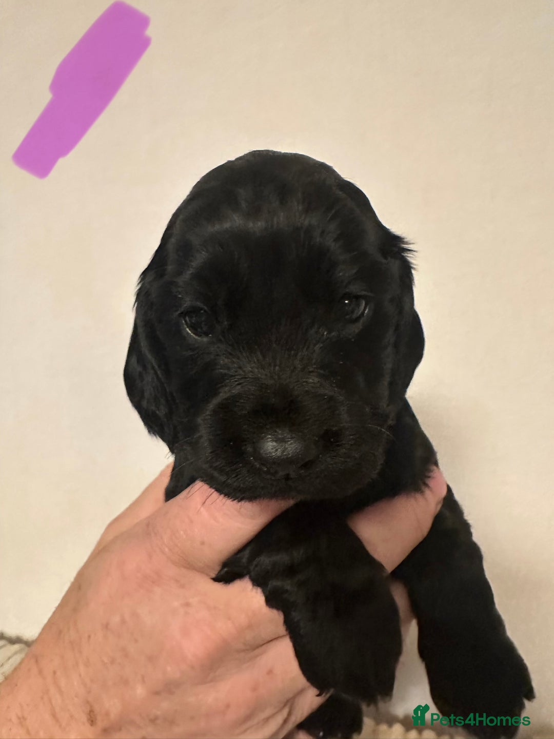 Cocker Spaniel dogs for sale: Superb Working Cocker Spaniel puppies - Advert 2