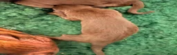 Dobermann dogs for sale: KC Registered Dobermans | 91 Champions in Parents - Advert 8