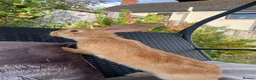 Continental Giant rabbits for sale: Continental Giants  - Advert 3