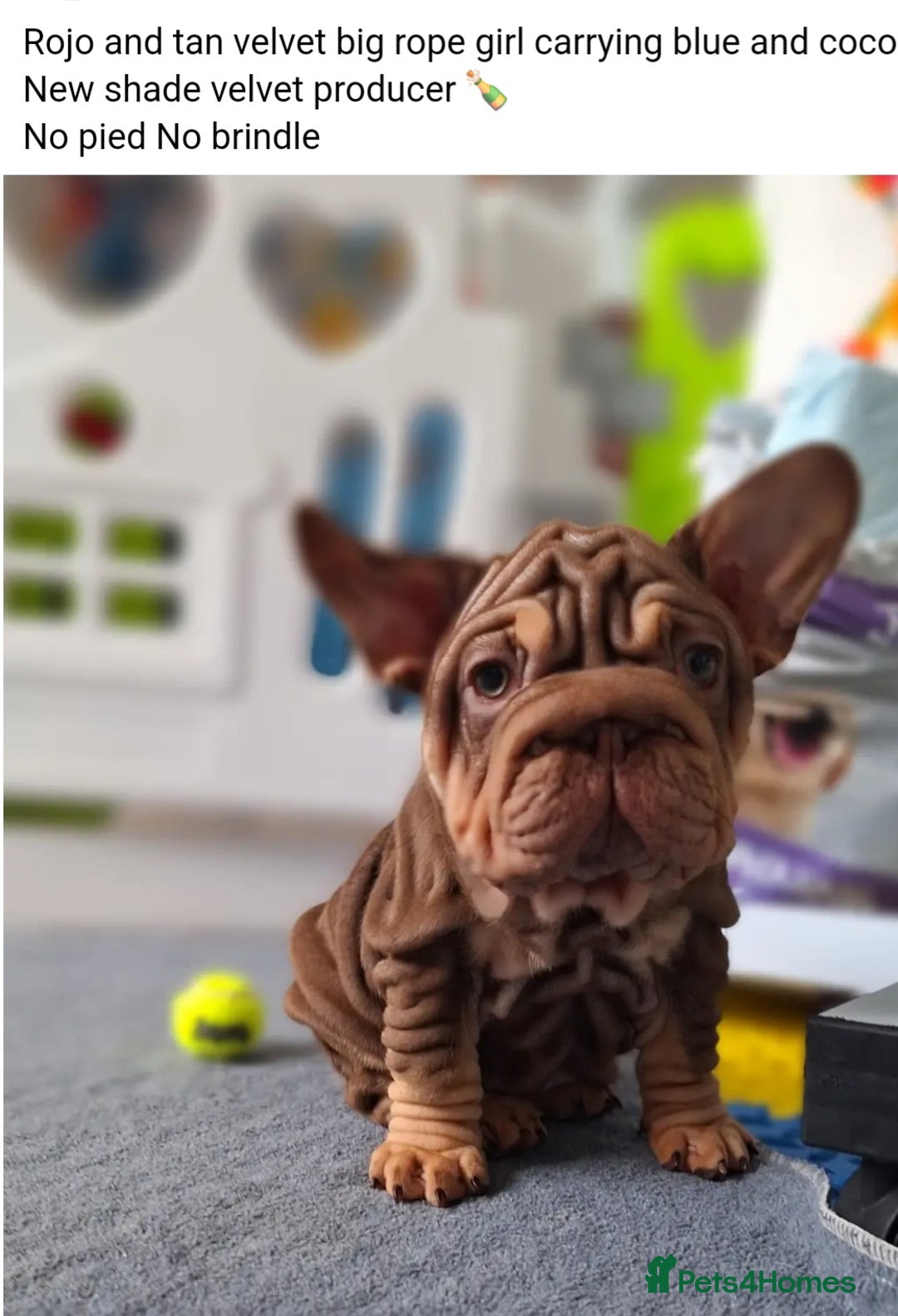 French Bulldog dogs for sale: Paris - Advert 4