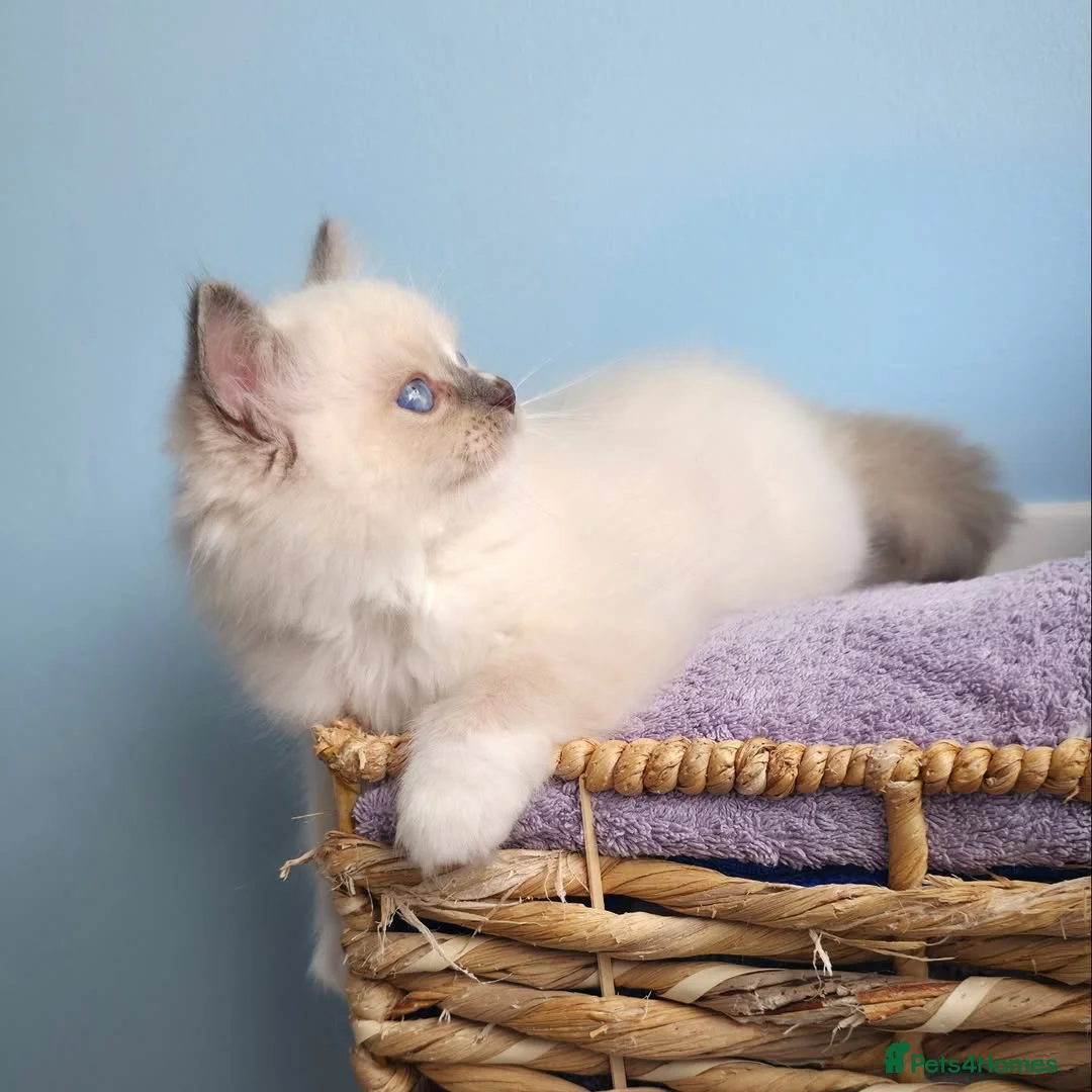 Ragdoll cats for sale: Beautiful Ragdoll Kittens Ready  - Advert 3
