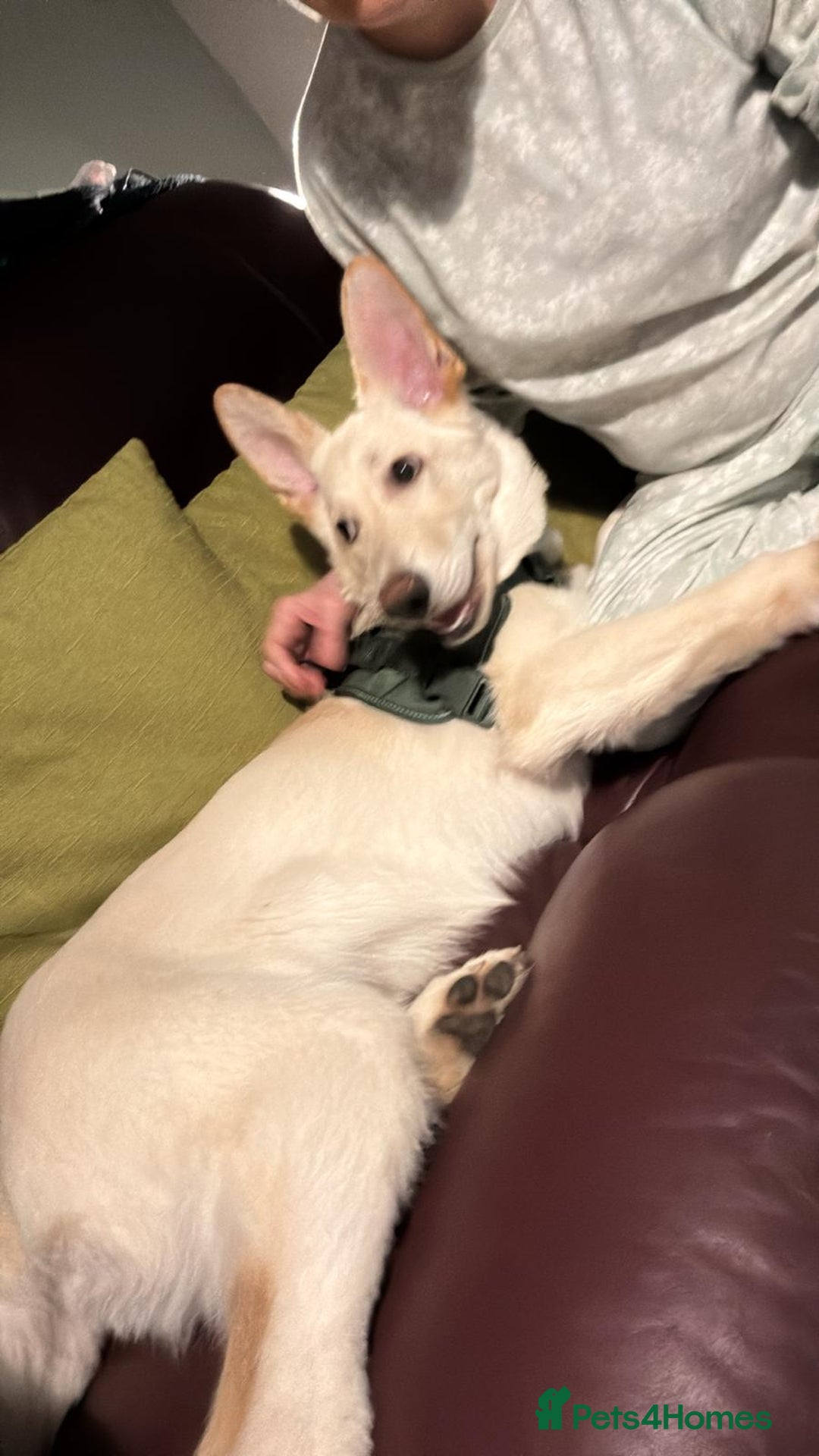 German Shepherd dogs for sale: German shepherd - Advert 5