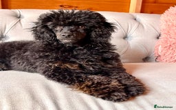Miniature Poodle dogs for stud: KC phantom miniature poodle stud health tested in Thetford - Image 9