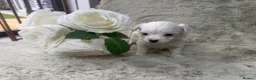 Maltipoo dogs for sale: 🐾✨ ADORABLE MALTIPOO PUPPIES 🐾✨ - Advert 11