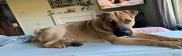 Mixed Breed dogs for sale: 1-Year-Old Shar-Pei x Kangal (30kg) in Bradford - Advert 5