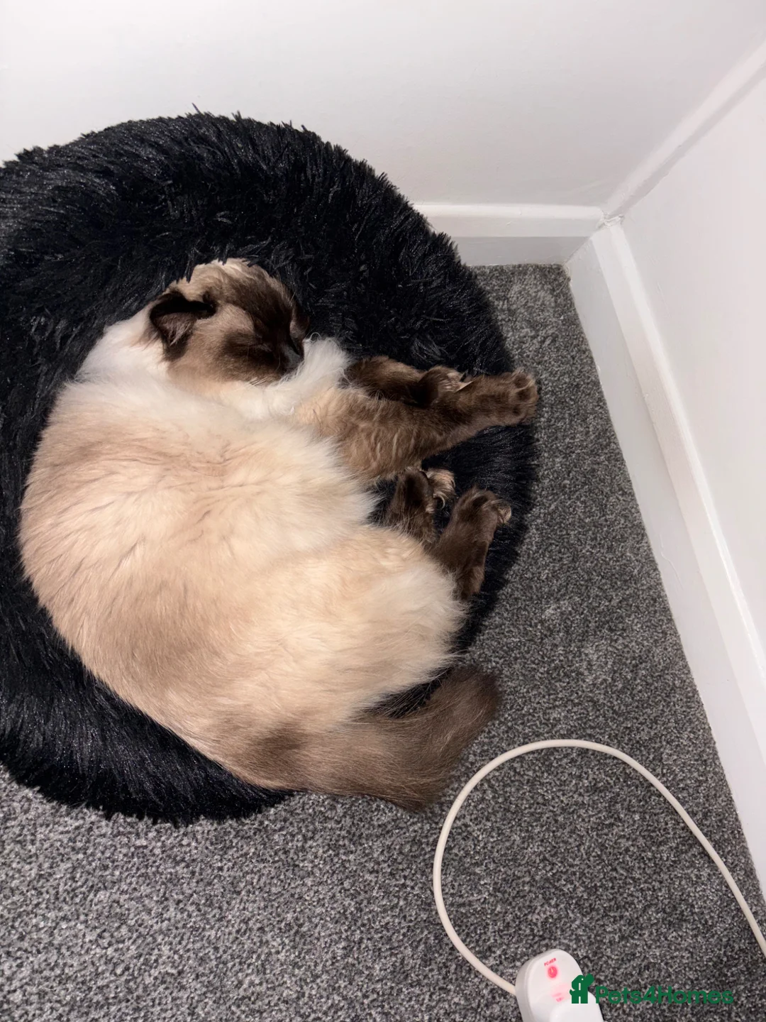 Ragdoll cats for sale: Ragdoll male cat - Advert 4