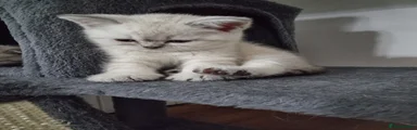 Scottish Straight Kitten 1