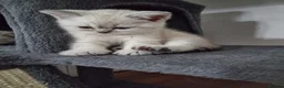 Scottish Fold cats for sale: Scottish Straight and Scottish Fold  - Advert 7