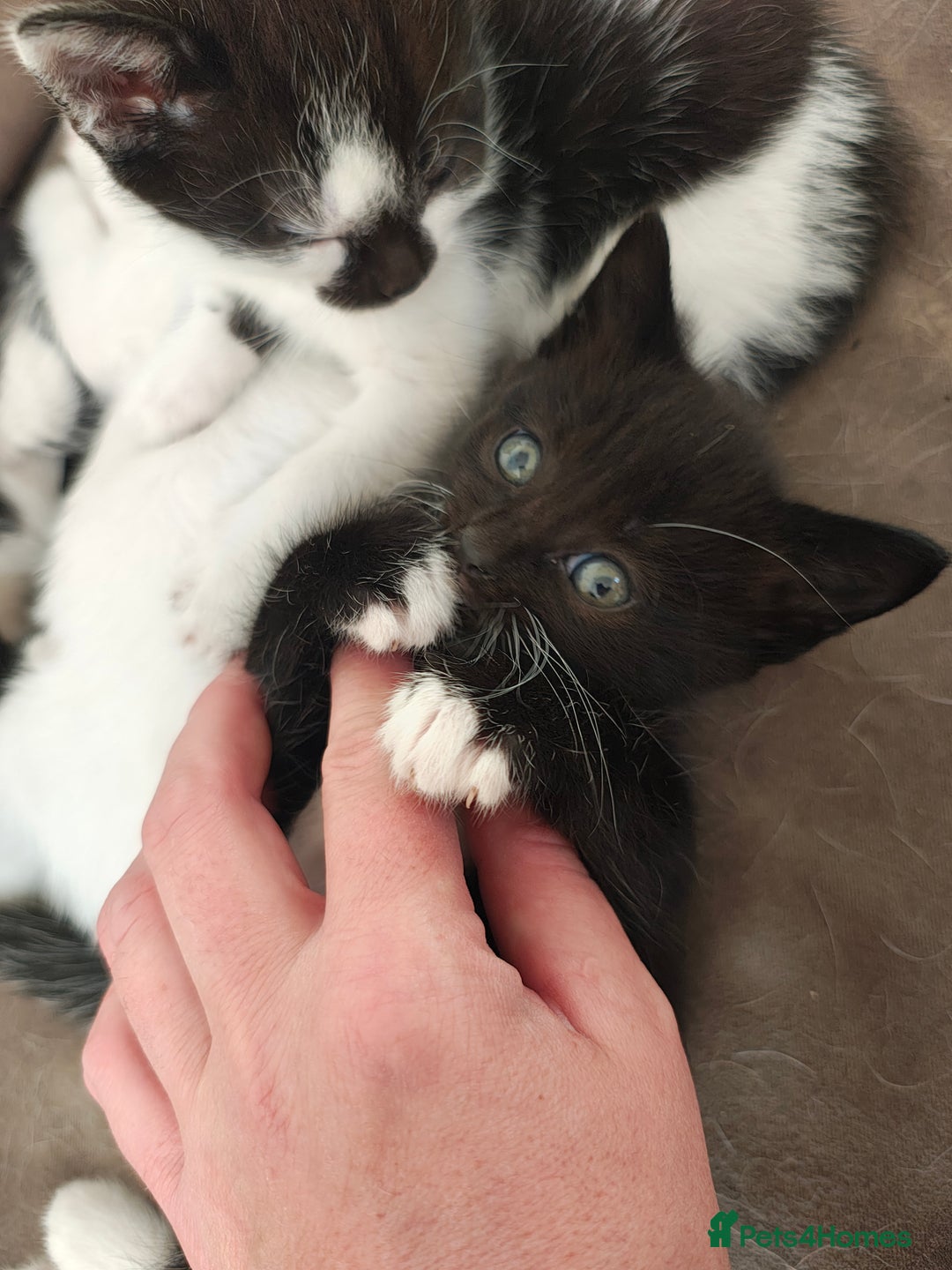 Mixed Breed cats for sale: 8 weeks old Kitten, Female - Image 13
