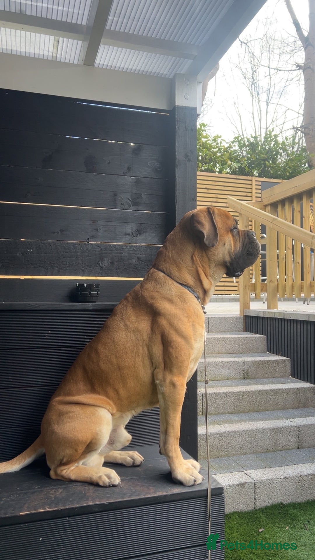 Cane Corso dogs for stud: Cane corso for stud  - Image 4