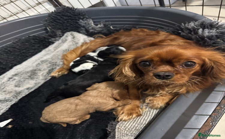 Cavalier King Charles Spaniel dogs - Advert 2