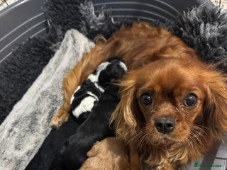 Cavalier King Charles Spaniel dogs - Advert 3