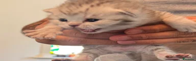 British Shorthair 2