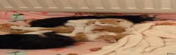 Domestic Shorthair cats for sale: Black fluffy male kitten  - Advert 10
