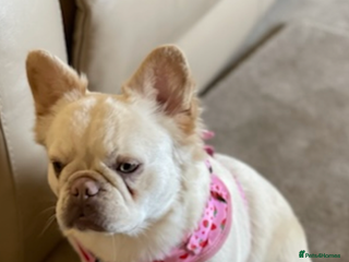 French Bulldog dogs French bulldog - Advert 13