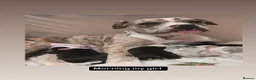 Mixed Breed dogs for sale: Borador bully puppies x3 girl viewings now  - Advert 11