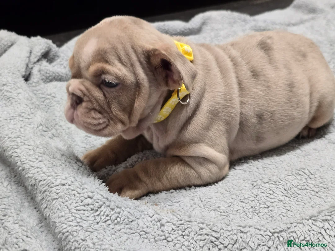 English Bulldog dogs for sale: ✨ English Bulldog Puppies Exceptional Bloodlines ✨ - Advert 4