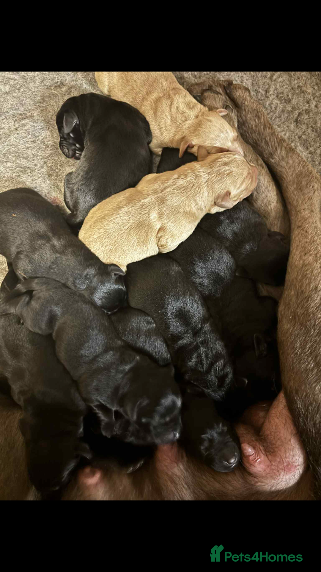 Labrador Retriever dogs for sale: Labrador puppies - Advert 6