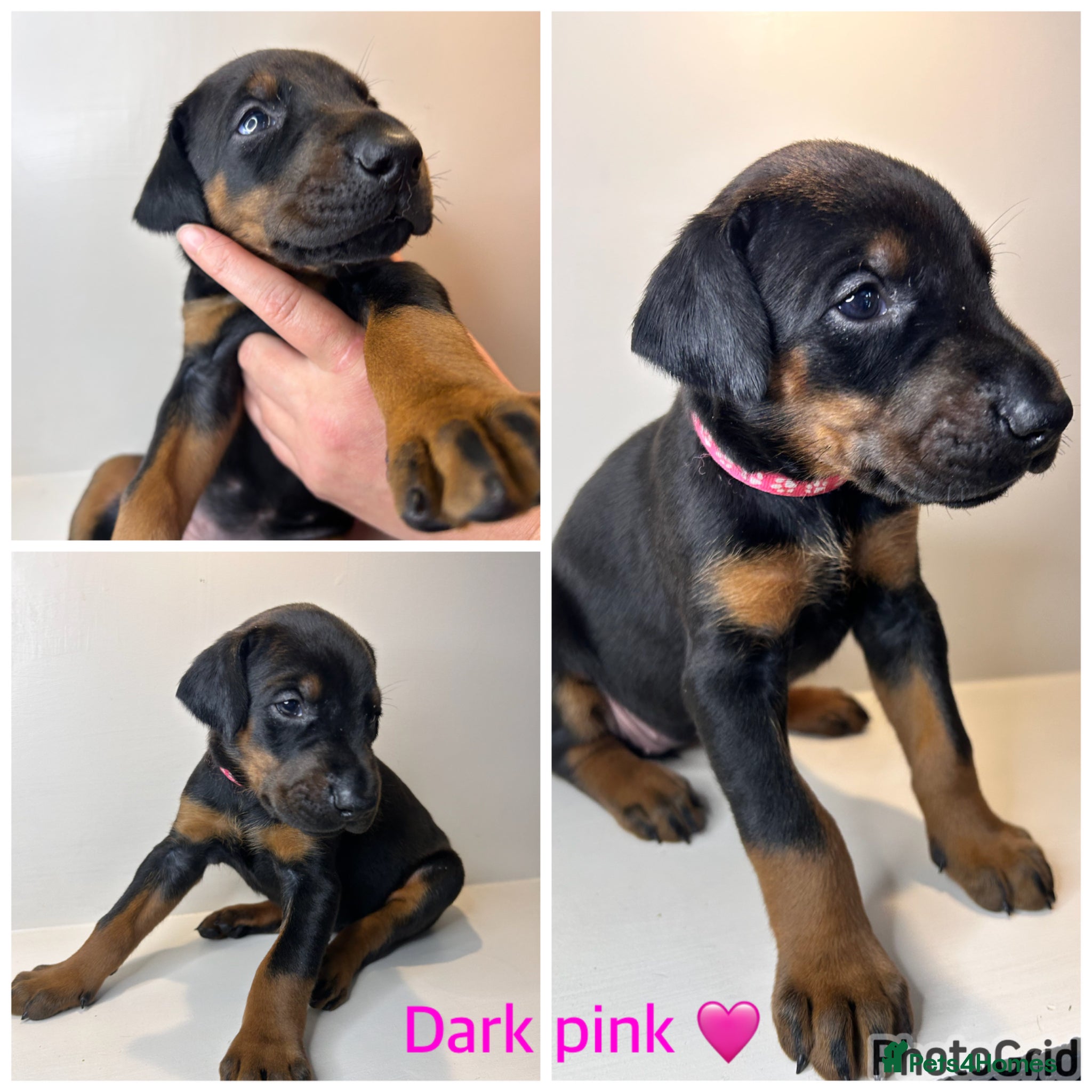 Dobermann dogs 3 beautiful girl doberman for sale  - Advert 6