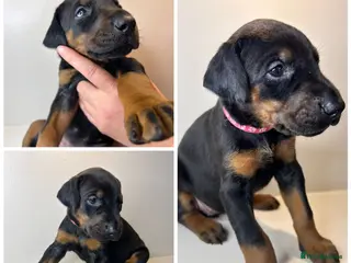 Dobermann dogs 3 beautiful girl doberman for sale - Advert 6