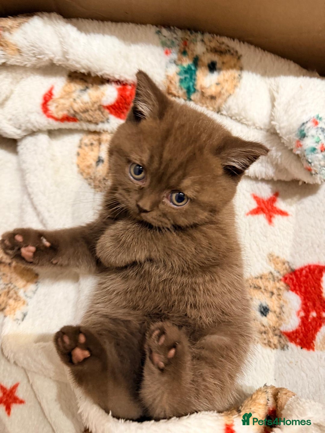 British Shorthair cats for sale: 🧸BOY FULL GCCF BSH KITTEN🧸 - Advert 3