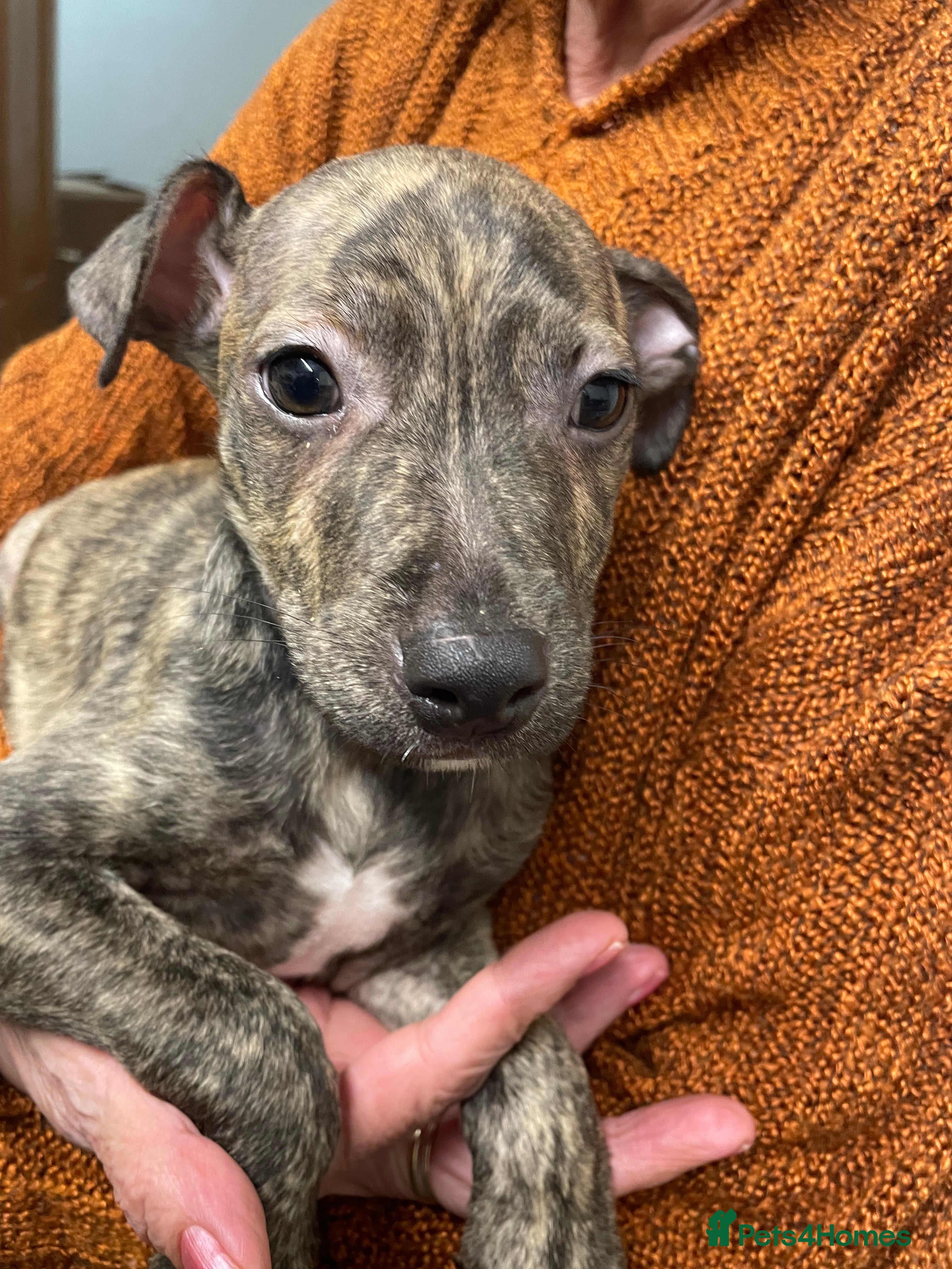 Mixed Breed dogs Staffer cross pups  - Advert 13