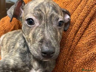 Mixed Breed dogs - Advert 27