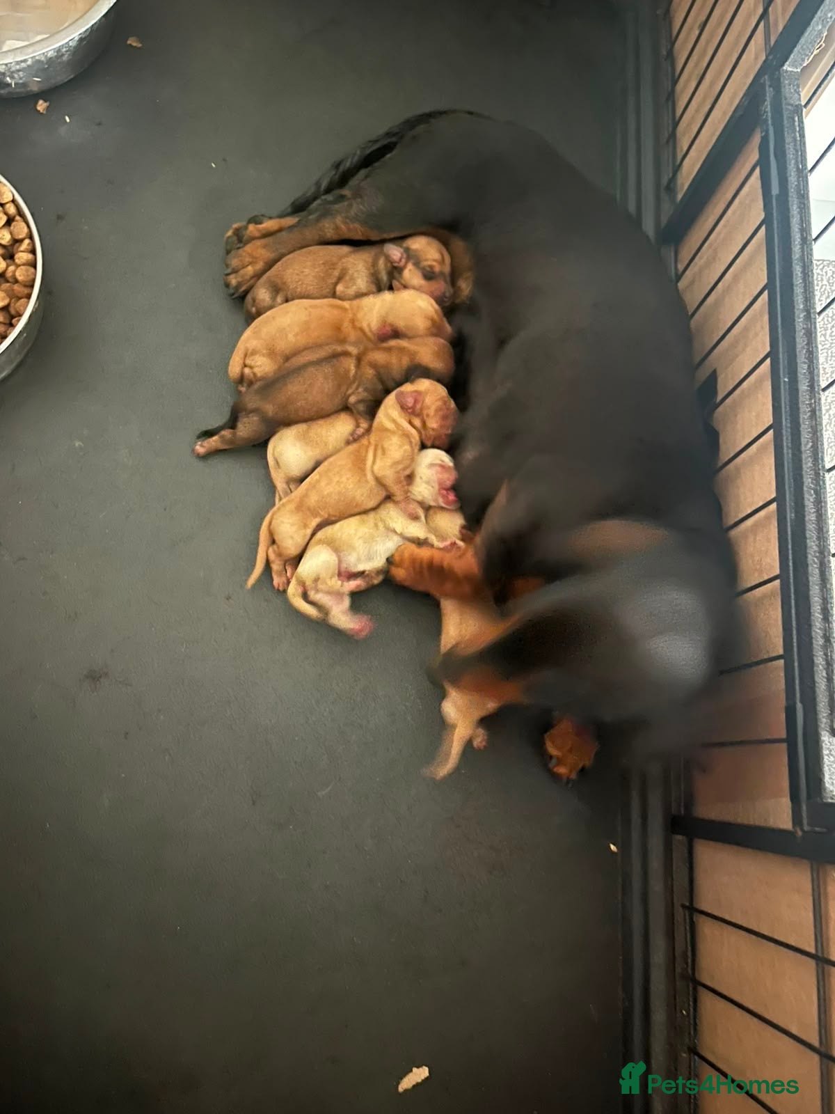Miniature Dachshund dogs 🏆💙💖 KC REG 5 STAR BREEDER💙💖🏆CREAM - Advert 1