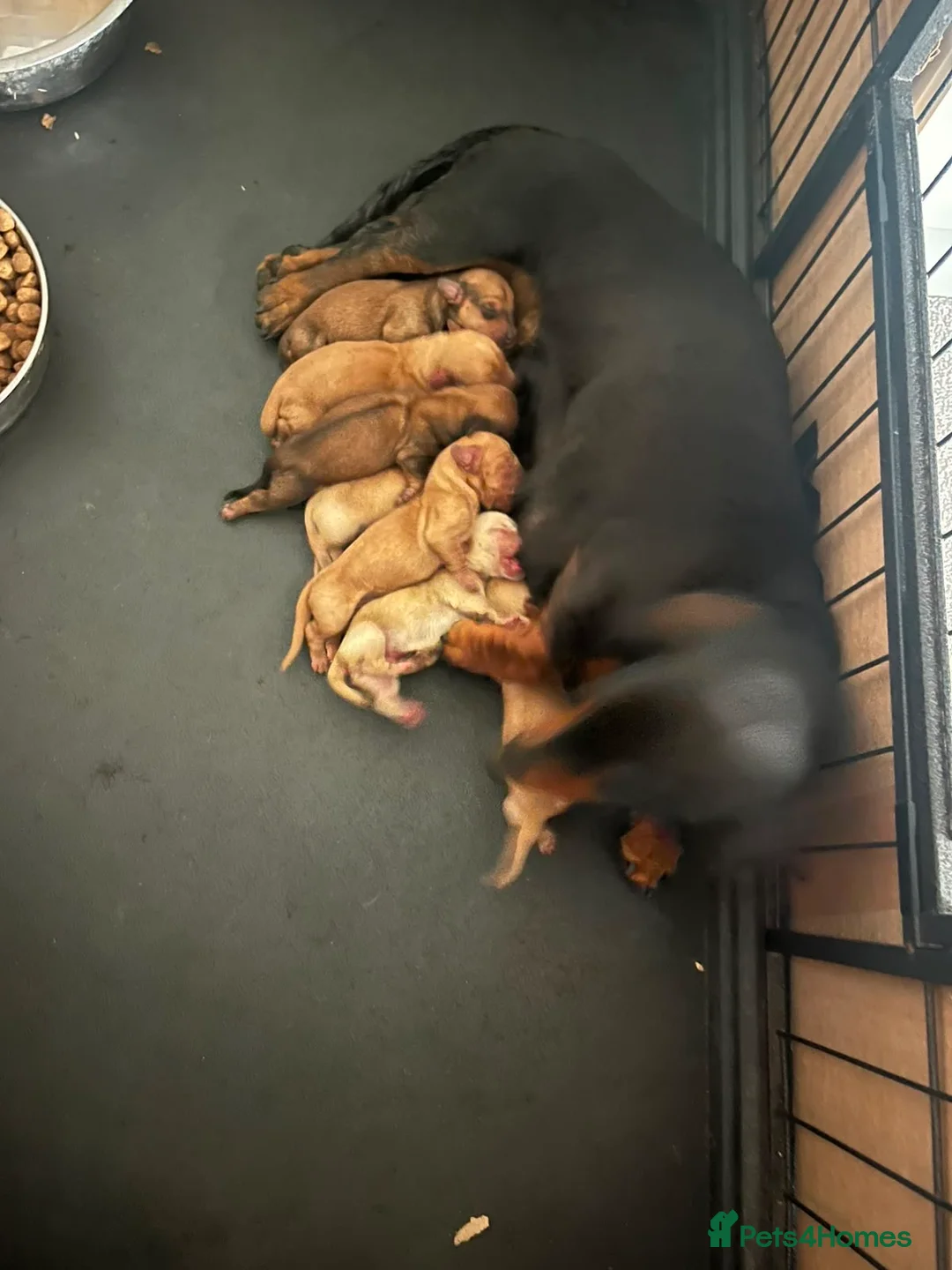 Miniature Dachshund dogs for sale: 🏆💙💖 KC REG 5 STAR BREEDER💙💖🏆CREAM - Advert 1