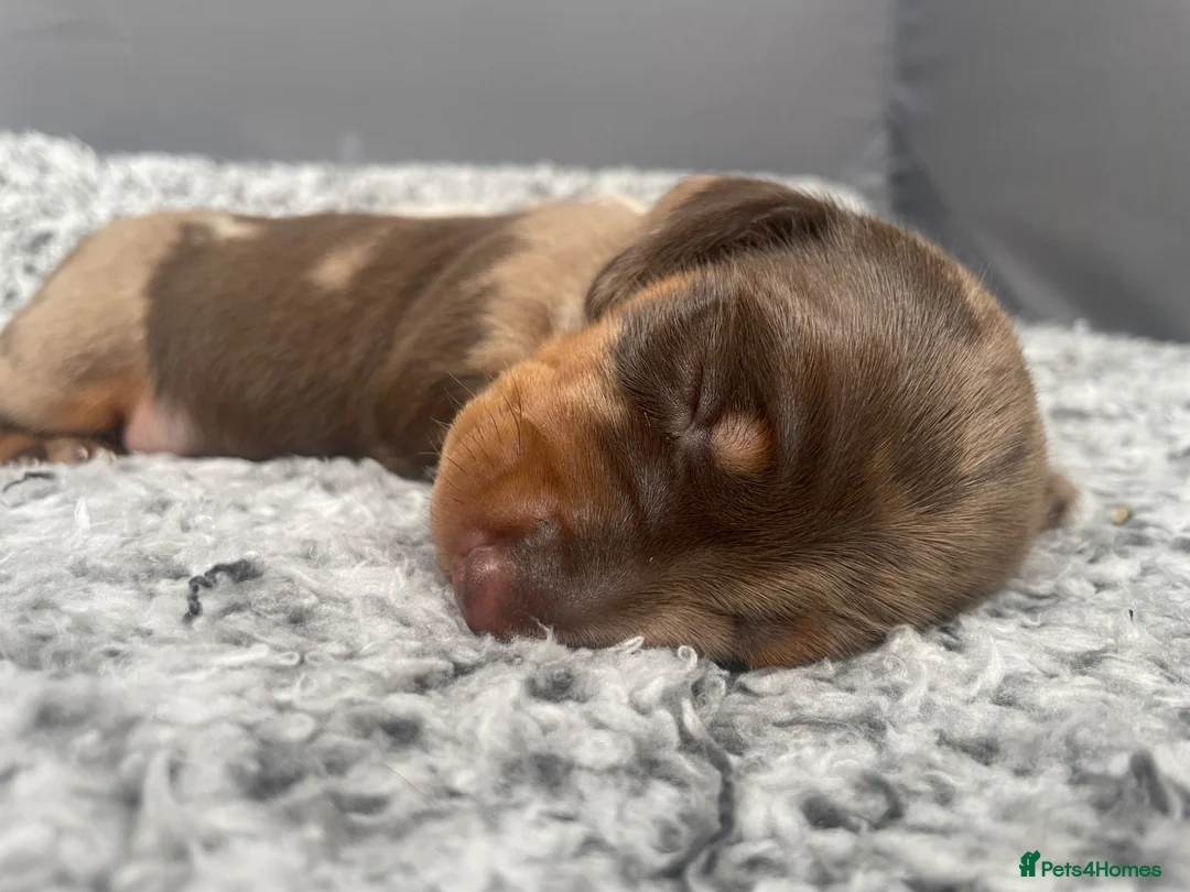 Miniature Dachshund dogs for sale: Beautiful Dapple Miniature Dachshund - Ready 25/07 - Advert 9