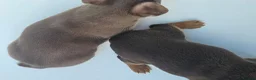 Jack Russell dogs for sale: Adorable Litter of 3 Jack Russell Puppies for Sale - Advert 8