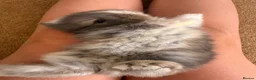 Mini Lop rabbits for sale: Mini lop - Advert 7