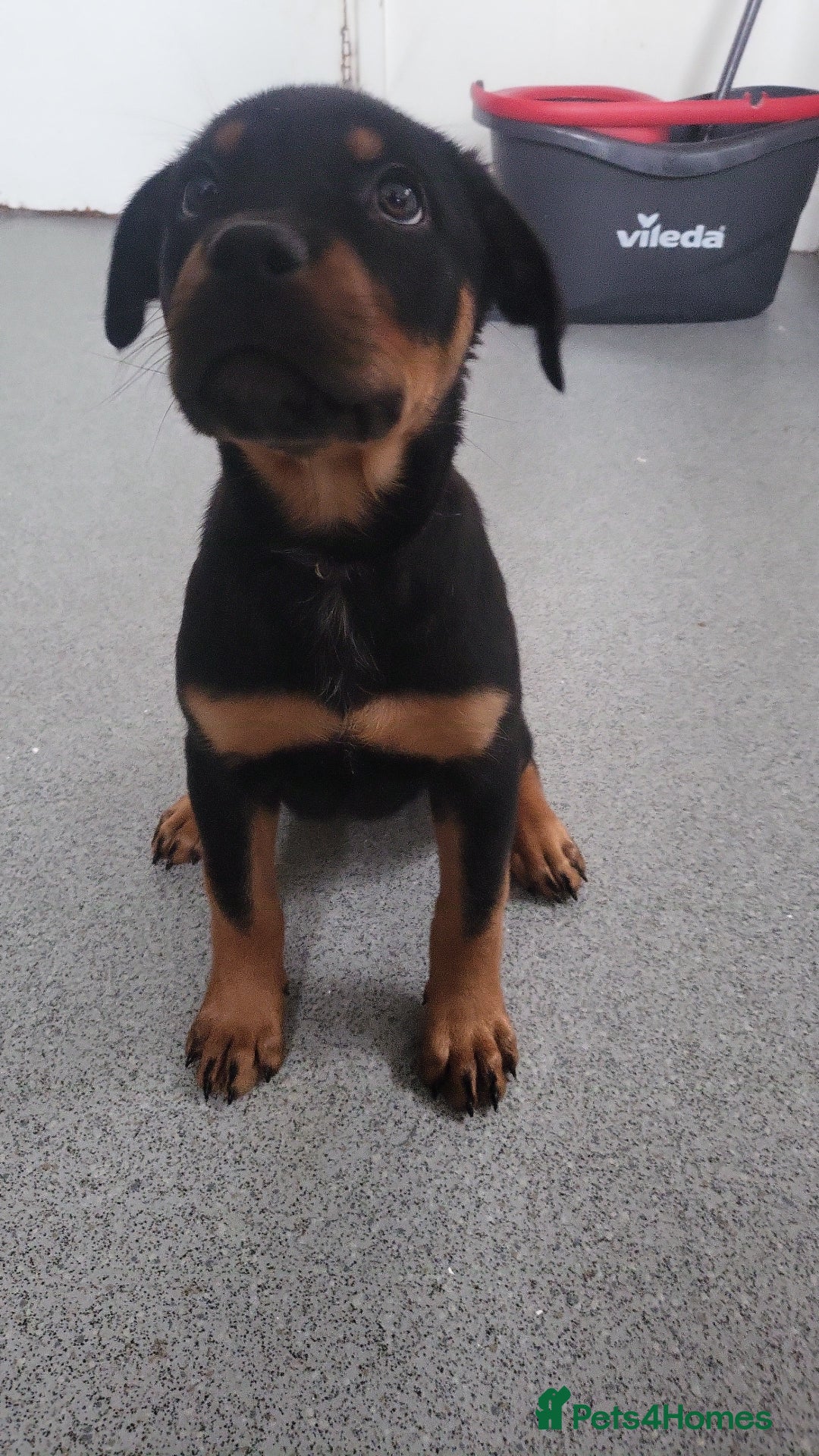Mixed Breed dogs for sale: Beautiful Ridgeback Staffy x Rottweiler Puppies - Advert 8