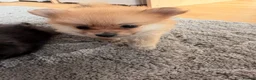 Pomeranian dogs for sale: 🐶 Stunning Pomeranian Puppies 2 Boys an 1 Girl 🐶 in Harlow - Advert 11