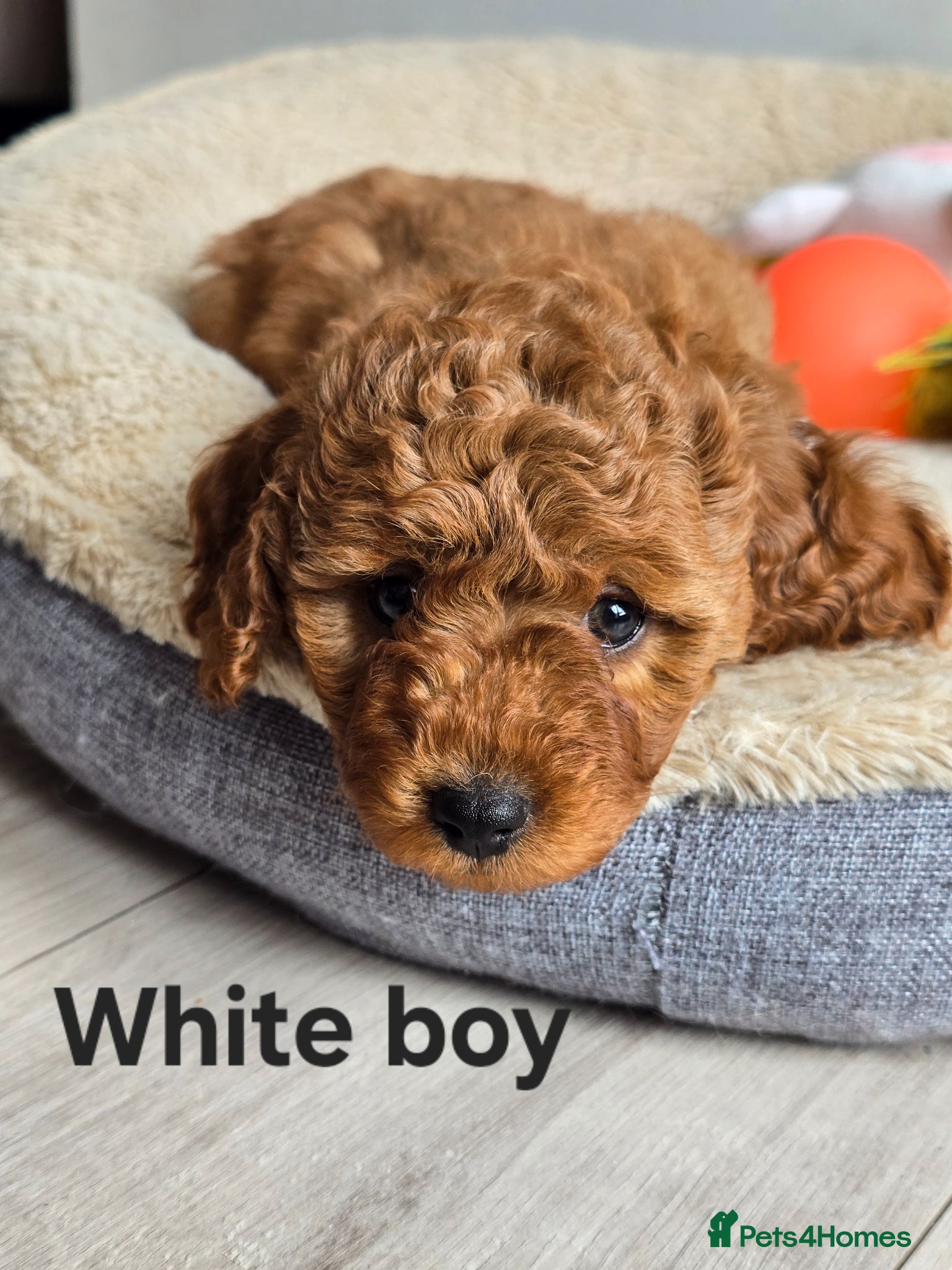 Cavapoo dogs ❤️Cavapoo F1b❤️ DNA tested  - Advert 2