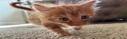 Mixed Breed cats for sale: Beautiful hand reared kittens  - Advert 11