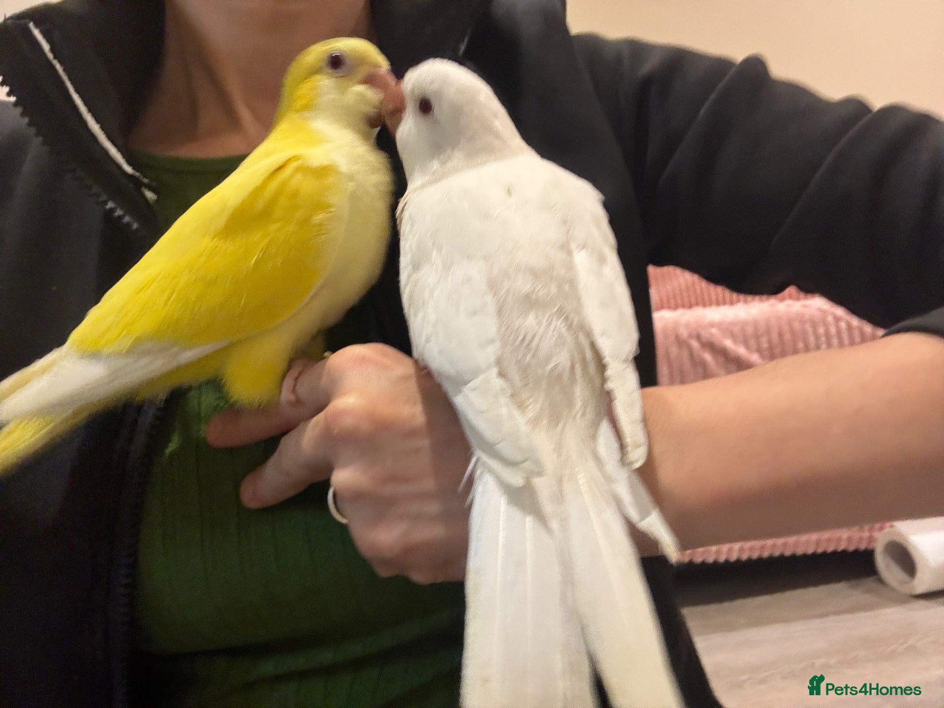 Parrots birds Hand reared Quaker for sale  - Advert 5