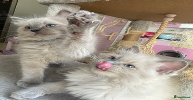 Ragdoll cats - Advert 10