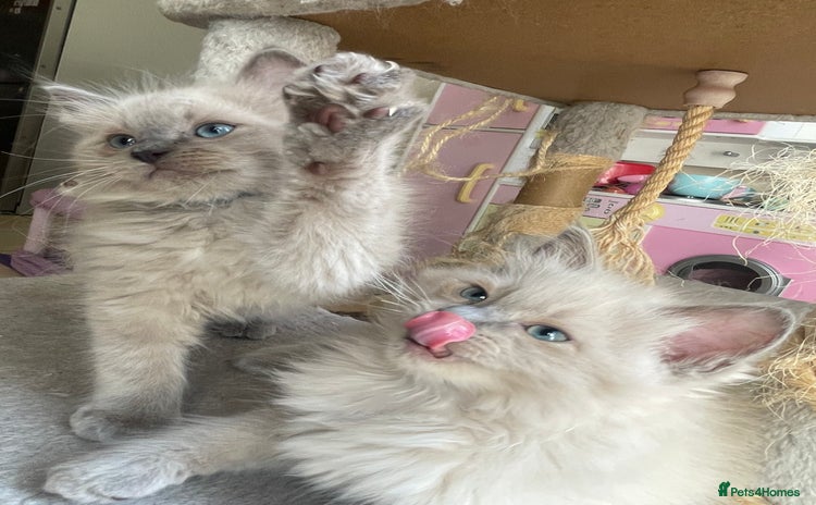 Ragdoll cats - Advert 5