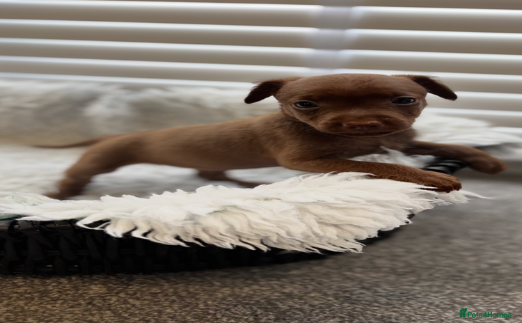 Mixed Breed dogs - Advert 4