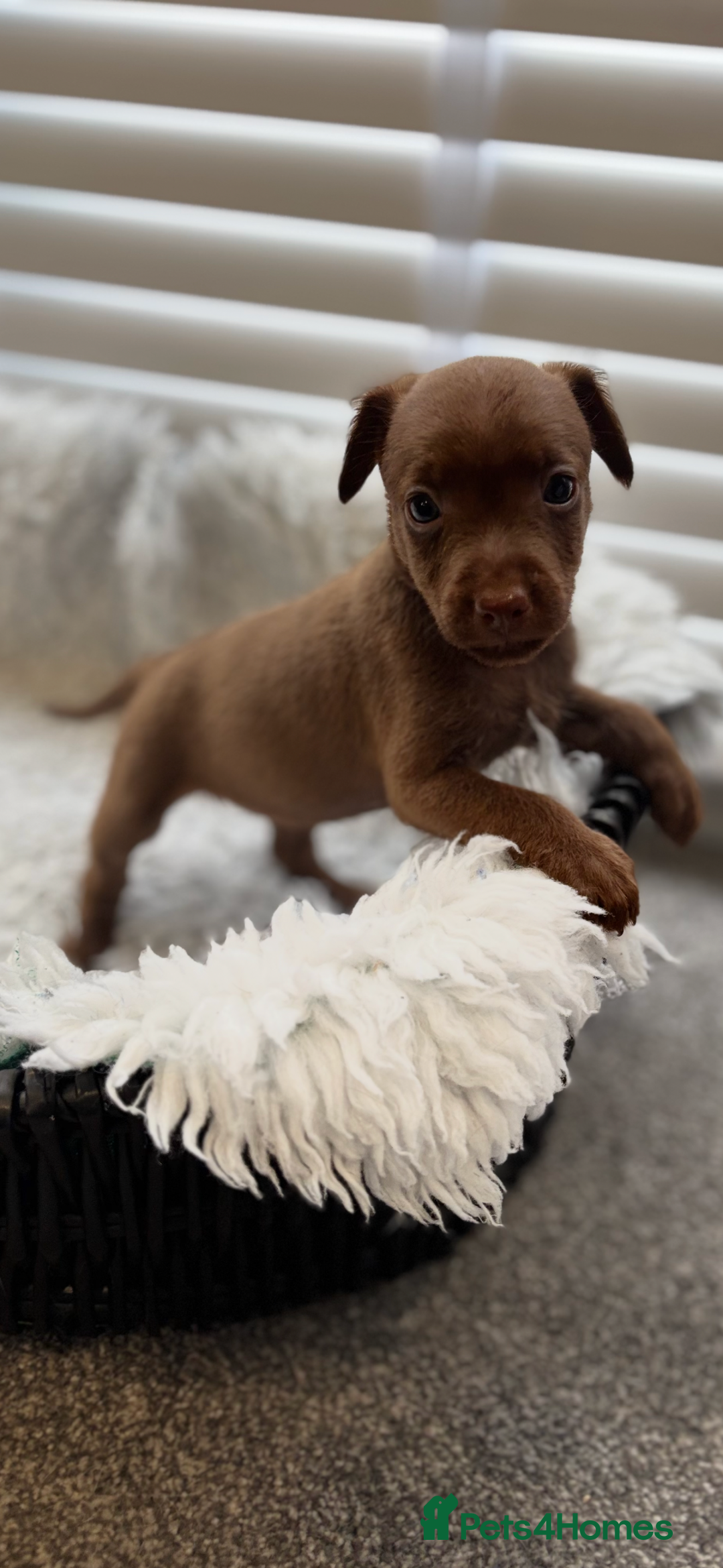 Mixed Breed dogs for sale: Cockapoo X pattadale pups  - Image 1