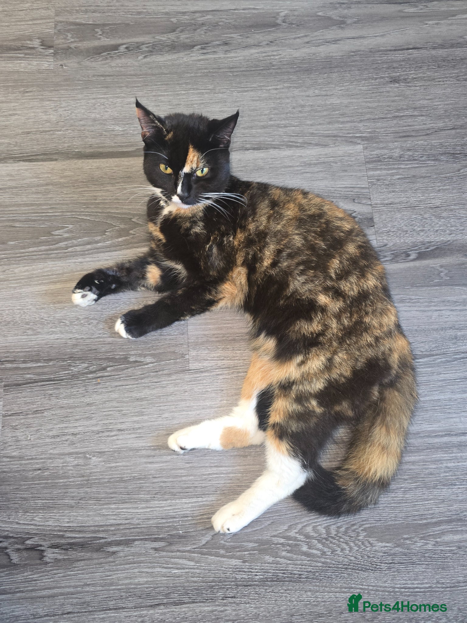 Mixed Breed cats for sale: Kitty 10 months old - Advert 1
